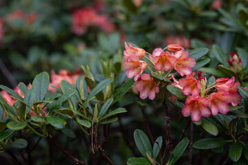 Pink rhododendron flowers after rain.
