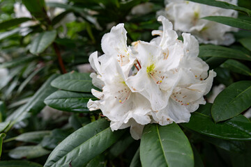 White rhododendron flowers after rain.
