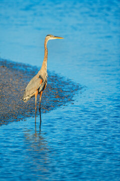 Great blue heron (Ardea herodias) looking for food, Sanibel Island, J.N. Ding Darling National Wildlife Refuge, Florida, USA