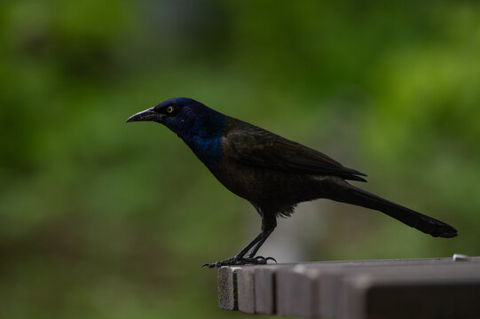 A Common Grackle stands on a picnic table.