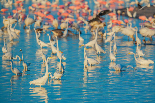 Group of Great white egrets (Ardea alba) and Roseate Spoonbills (Platalea ajaja) fishing, Sanibel Island, J.N. Ding Darling National Wildlife Refuge, Florida, USA