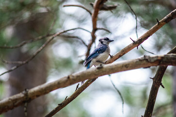 Obraz premium A Blue Jay bird perches on a tree branch.