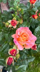 pink roses in garden