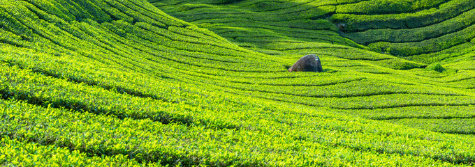 BOH Sungai Palas tea plantation, Cameron Highlands, Pahang, Malaysia