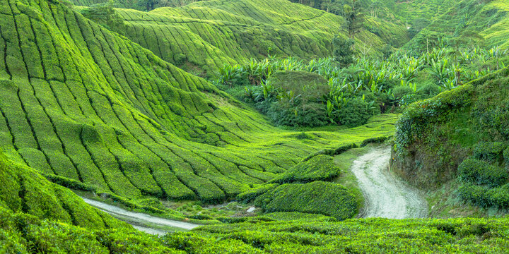 BOH Sungai Palas tea plantation, Cameron Highlands, Pahang, Malaysia