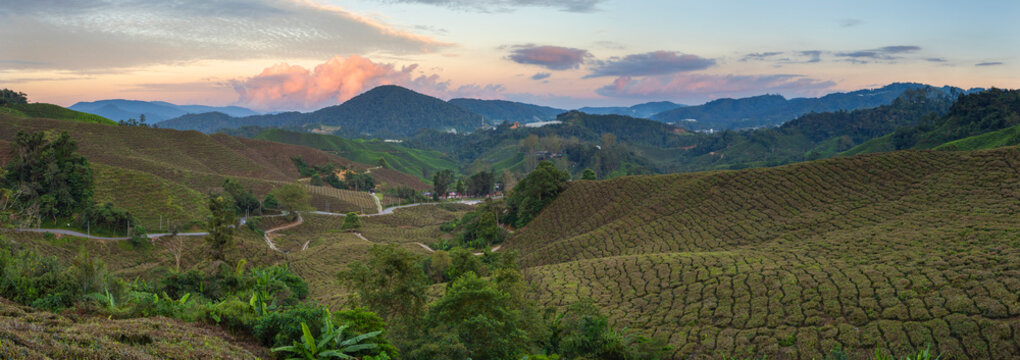 BOH Sungai Palas tea plantation at sunset, Cameron Highlands, Pahang, Malaysia