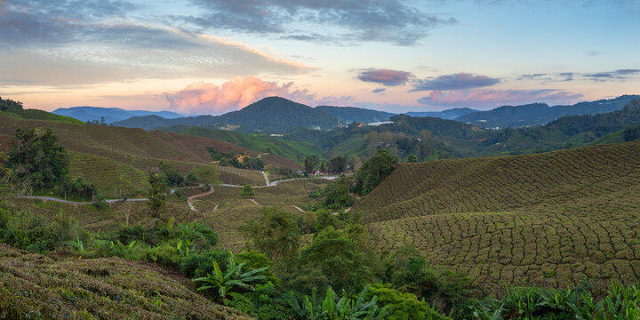 BOH Sungai Palas tea plantation at sunset, Cameron Highlands, Pahang, Malaysia