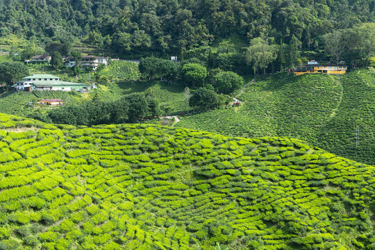 Cameron Valley tea plantation, Cameron Highlands, Pahang, Malaysia