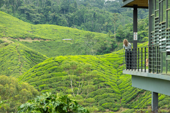 BOH Sungai Palas tea plantation, Cameron Highlands, Pahang, Malaysia