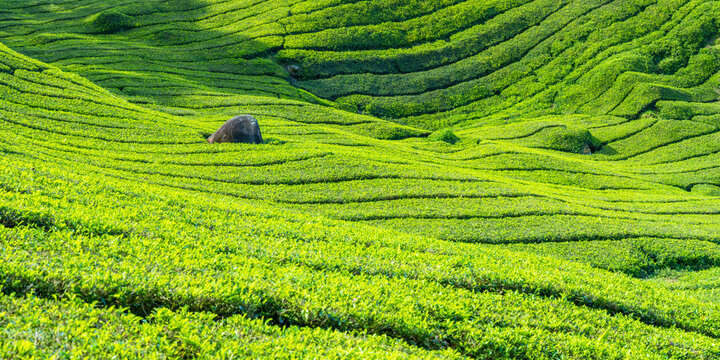 BOH Sungai Palas tea plantation, Cameron Highlands, Pahang, Malaysia