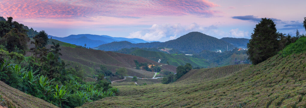 BOH Sungai Palas tea plantation at sunset, Cameron Highlands, Pahang, Malaysia