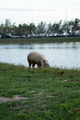 beautiful capybara walking near lake