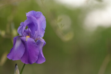 fiore di iris in primavera