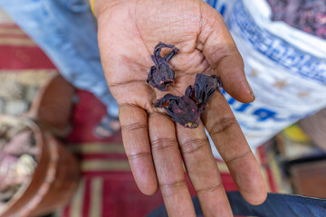 View of hand holding herbs in Aswan Old Souks, Aswan, Nubia, Egypt, Africa