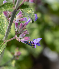 seven spotted ladybird or coccinella septempunctata on catmint blossom