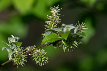 Branched parts of a willow on a twig.
