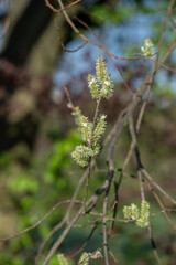 Branched parts of a willow on a twig.
