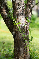 Wild cleavers plant wrapping around old apple tree trunk, bark with natural lichen in spring sunlight, rustic garden detail, untamed greenery, seasonal herbal scene, forest herbal environment