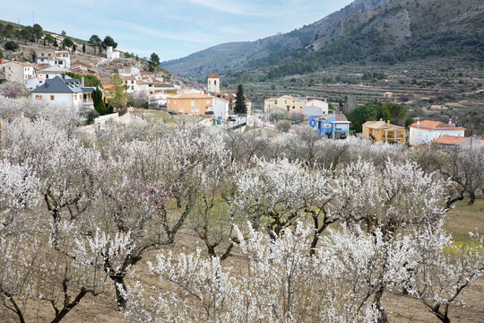 White almond blossom trees in orchard set below mountains, Fageca, Alicante Province, Valencia, Spain, Europe