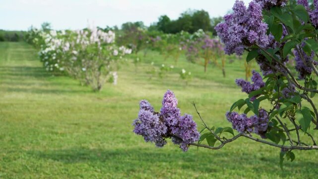 A lilac tree branch with delicate blossoms sways gently in the sunlight, set against a vibrant springtime garden in Dobele, Latvia&mdash;the largest lilac tree garden in Europe.