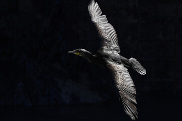 Cormorant flying in shadow lit from behind
