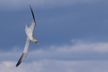 Gannet in Flight