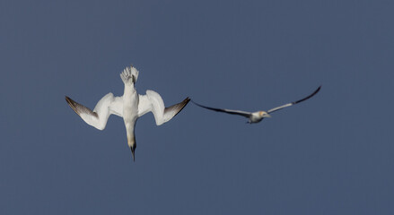 Gannet diving beside gannet in flight