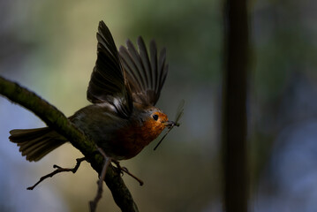 Robin taking off with a Dragonfy in its beak