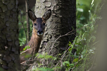 Roe Deer in Woodland