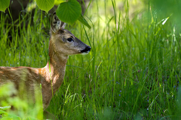 Roe Deer in Sunlit Woodland