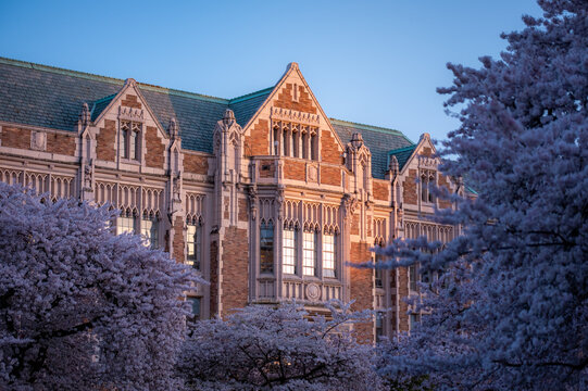 Historic building with cherry blossoms at sunset.