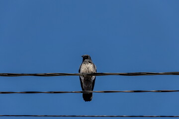 big grey raven sitting on electrical wiring, blue sky background, low angle view