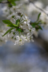 Beautiful white cherry blossoms on a twig.

