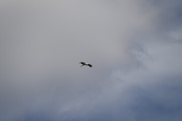 The stork flies high in the sky.
