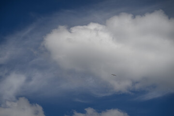 The stork flies high in the sky.
