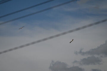 A stork flies high in the sky behind electric wires.
