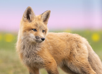 Red Fox