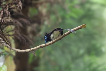 枝にとまるサンコウチョウ