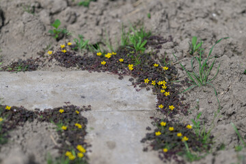 Yellow sorrel flower next to footprints on the ground.
