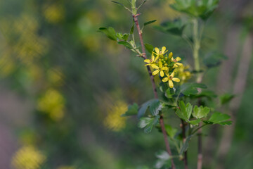 Yellow flowers of goldenrod on a bush.
