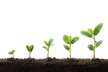 plant growth stages isolated on white background high resolution