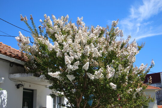 planta flor reseda - Lagerstroemia indica