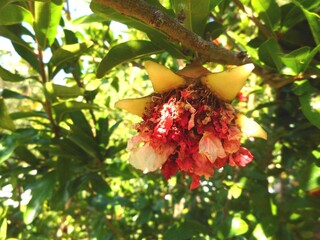 planta flor romã - Punica granatum 