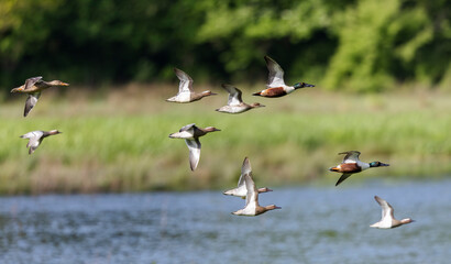 Flock of ducks flying over a serene lake on clear day