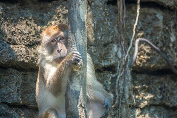 Portrait of a crab-eating macaque (Macaca fascicularis), Langkawi UNESCO Global Geopark, Langkawi, Kedah, Malaysia