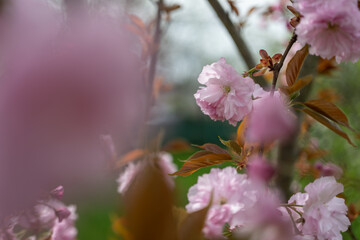 Pink cherry blossoms sakura on the tree.
