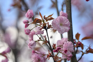 Pink cherry blossoms sakura on the tree.
