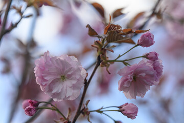 Pink cherry blossoms sakura on the tree.
