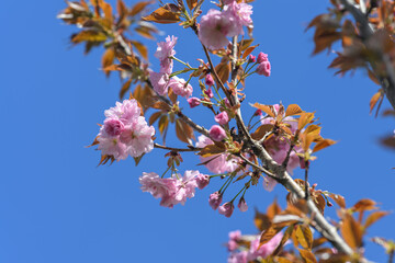 Pink cherry blossoms sakura on the tree.
