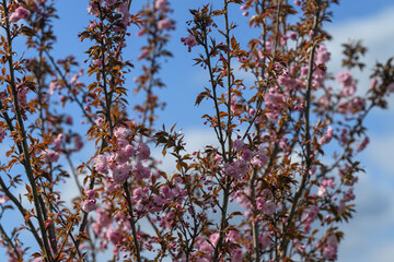 Pink cherry blossoms sakura on the tree.
